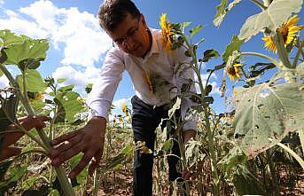 Trakya'da çayır tırtılı görülen ayçiçeği ekili alanlar büyük oranda ilaçlandı