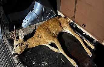 Yaralı geyik tedaviye alındı