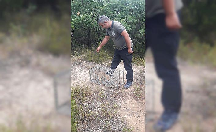 Yalova'da köye dadanan tilki yakalanarak doğal ortamına bırakıldı