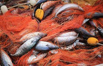Kıyıköylü balıkçının ağlarına 3 bin 500 adet palamut takıldı
