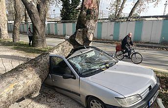 Şiddetli lodosta devrilen ağaç otomobillere zarar verdi