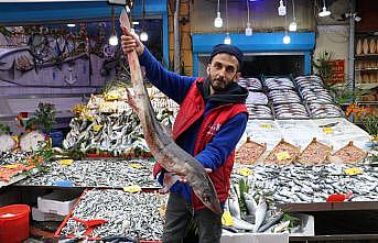 Balıkçıların Karadeniz'de yakaladığı köpek balığı pazarda sergileniyor