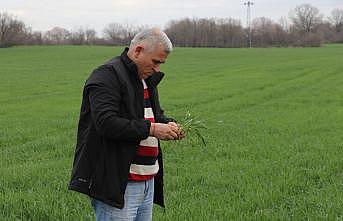 Edirne'deki kuraklık buğdayda verim düşüklüğü riski oluşturuyor