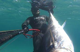 Çanakkaleli dalgıç, zıpkınla 110 kilogramlık orkinos avladı