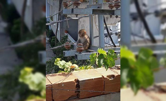 Bursa'da bir evin mutfağına giren maymun yakalandı