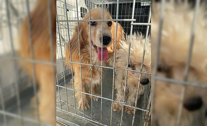 Bursa'da terk edilmiş çiftlikte bakımsız ve bitkin 16 köpek bulundu