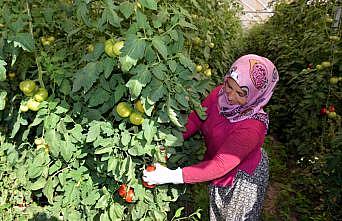 Orta Sakarya Vadisi'ndeki seralarda domates hasadı başladı