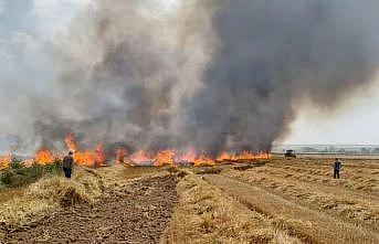 Tekirdağ'da 12 dönüm buğday ekili alan yangında zarar gördü