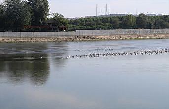 Edirne'de  Meriç ve Tunca nehirlerinin su seviyesi düştü