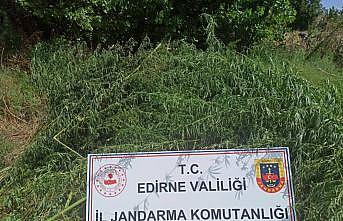 Edirne'de mısır tarlasına ekilen 26 bin 500 kök Hint keneviri ele geçirildi
