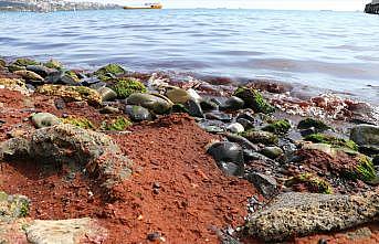 Tekirdağ'da rüzgar nedeniyle sahilde kırmızı yosun birikti