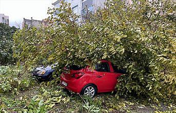 Tekirdağ'da devrilen ağaç park halindeki 3 otomobile zarar verdi
