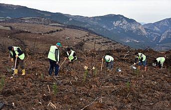 Bursa'da 4 ay önce yanan 243 hektar ormanlık alan ağaçlandırılıyor