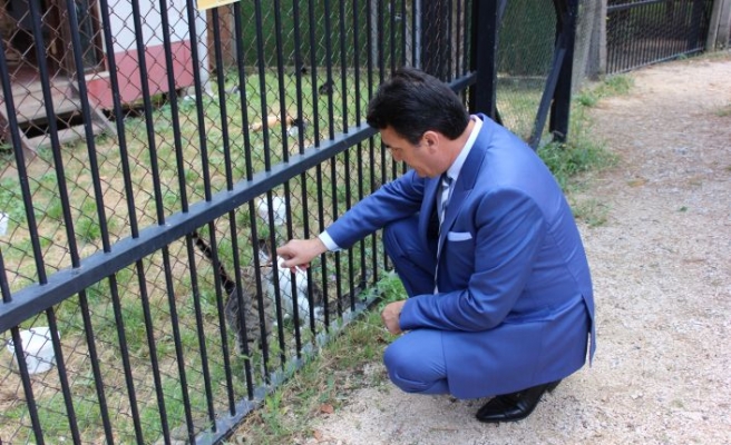 Osmangazi Belediyesi Sokak Hayvanlarına Sahip Çıktı