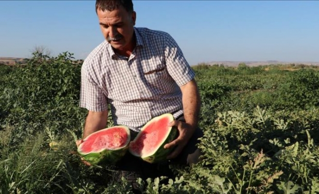 Tescilli "Diyarbakır Karpuzu"nda hasat sevinci