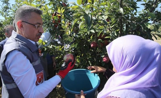 Cumhurbaşkanı Vekili Fuat Oktay elma hasadına katıldı