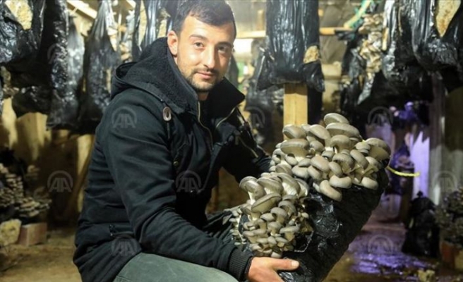 İstanbul'dan döndüğü köyünde istiridye mantarı yetiştiriyor