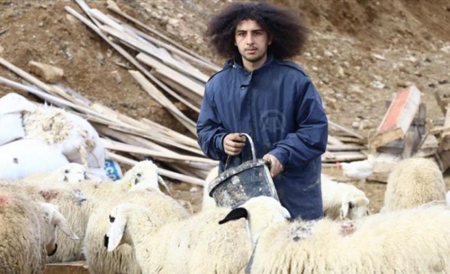 Köyünün 'Mandıra filozofu' koyunlarının çobanı oldu