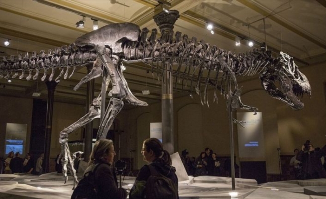 Kanada'da dünyanın en büyük ve en yaşlı T-rex fosili bulundu