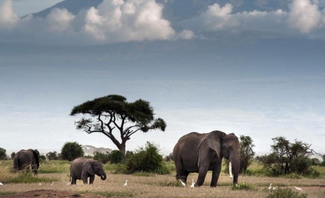 Afrika'nın güneyinde fil avlama yasağının kaldırılması gündemde