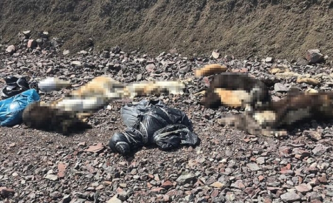 Çubuk'ta onlarca sokak köpeği ölüsü bulundu