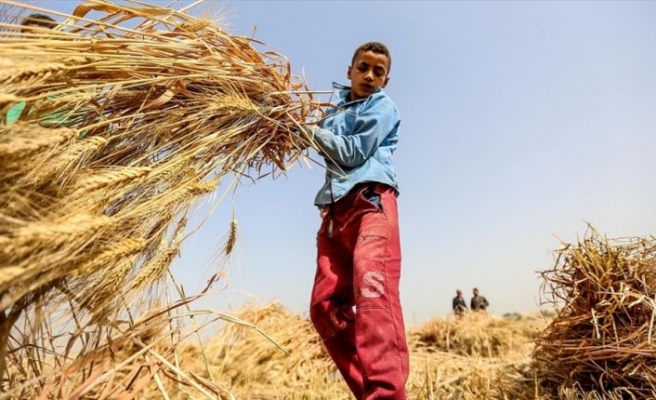 En fazla çocuk işçi tarım sektöründe