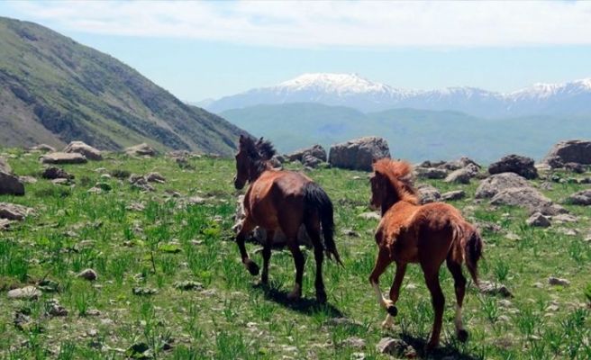 Munzur dağlarının mevsimlik atları ilgi görüyor