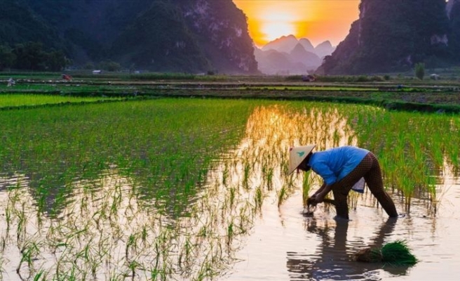 Nükleer felaketin yaşandığı kasabaya pirinç ekildi