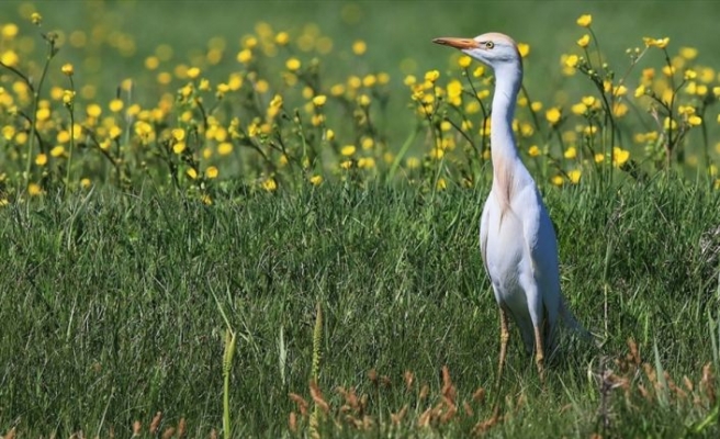 Van Gölü Havzası'nda koruma çalışmalarıyla kuş türü sayısı arttı