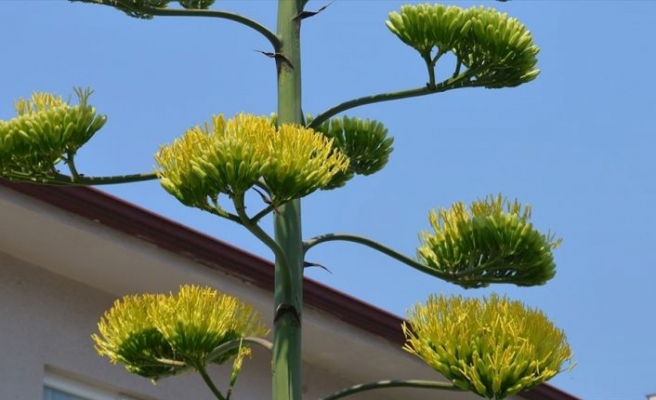 Agave bitkisi 20 yıl sonra çiçek açtı