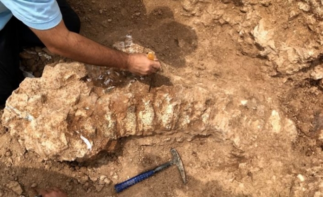 Kurutlu'da 2 bine yakın hayvan fosili bulundu