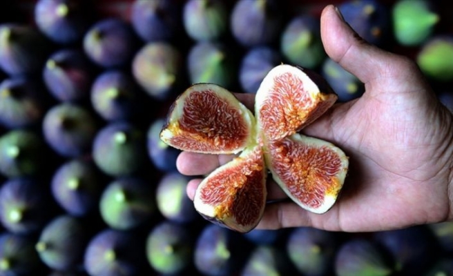 Singapurlu ve Malezyalılara siyah incir tanıtılacak