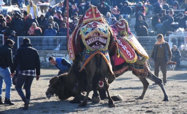 Muğla'daki deve güreşi festivaline yoğun ilgi