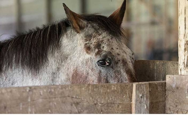 Veteriner Hekim Ayşe Yetiş: Yanlış Beslenme ve Hareketsizlik Atları Öldürür
