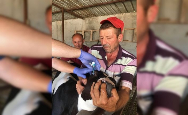 Gelibolu'da dişi buzağılara brusella aşısı yapılıyor
