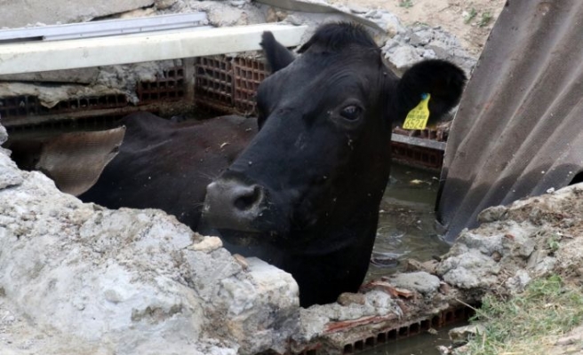 Kırklareli'nde kanalizasyon çukuruna düşen inek kurtarıldı