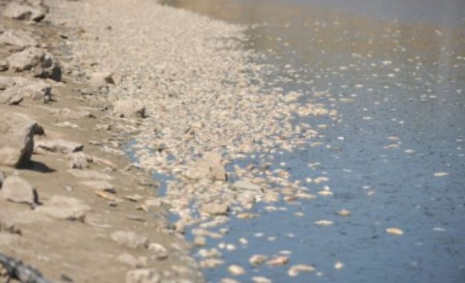 Bursa'daki Hasköy Göleti'nde balık ölümleri yaşandı