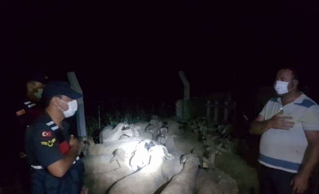 Kırklareli'nde ağaçlık alanda kaybolan 47 koyunu jandarma buldu