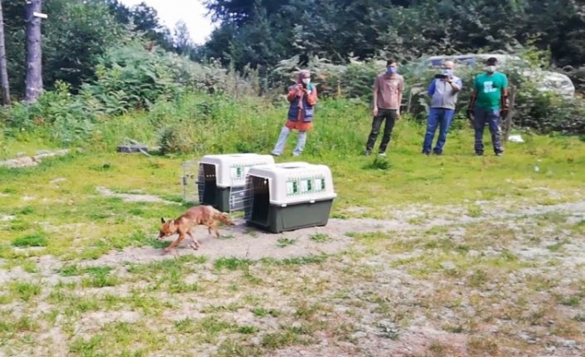 Ormanya'da tedavi edilen iki yavru tilki doğaya salındı