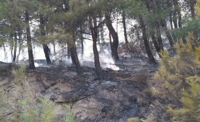 Sakarya'da çıkan orman yangını söndürüldü