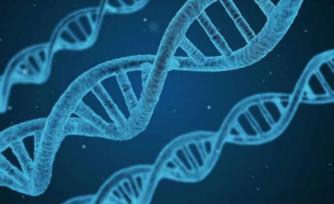 Uludağ Üniversitesi'nde erkek kısırlığıyla ilişkili yeni bir gen tanımlandı