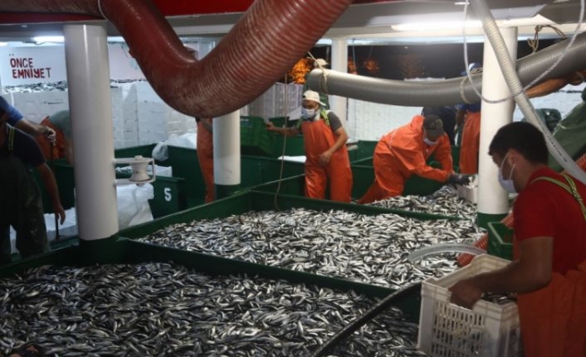 Bandırma'da balık avı sezonunun ilk gününde sardalya bolluğu