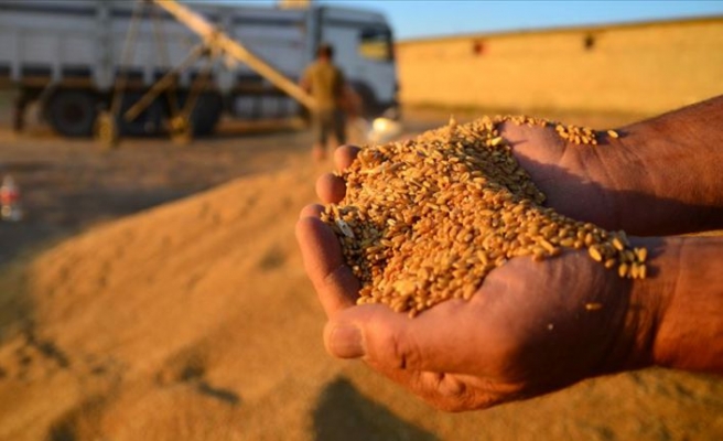 Buğdaydaki üretim artışı gelecek yıl da sürecek