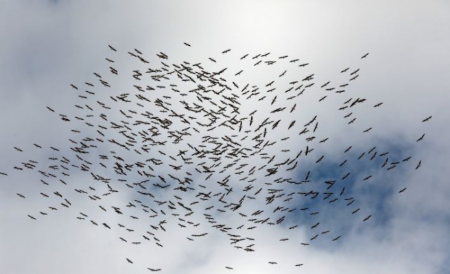 Kırklareli'nde yüzlerce leyleğin göç yolculuğu görsel şölen oluşturdu