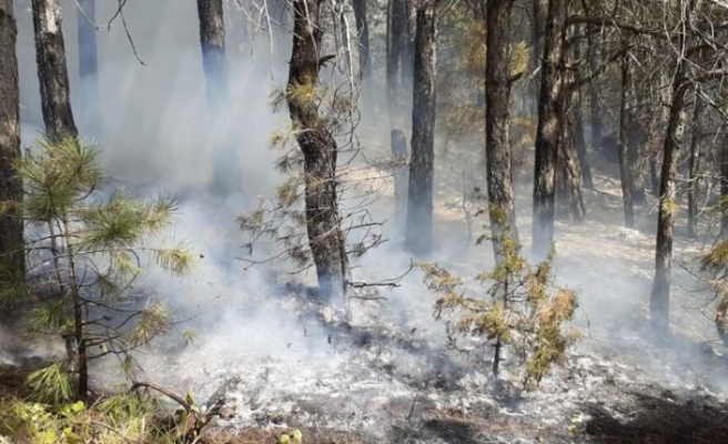 Balıkesir'de orman yangını kontrol altına alındı