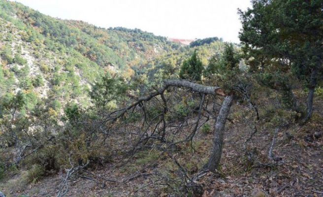 Bilecik'te izinsiz ağaç kesen kişiye para cezası