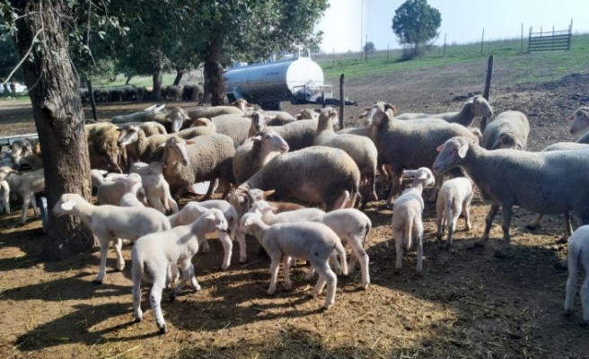 Bursa'da telef olan koyunların ölümüyle ilgili inceleme başlatıldı