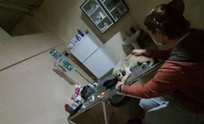 Çanakkale'de 21 sokak köpeğini zehirleyen 2 şüpheli yakalandı