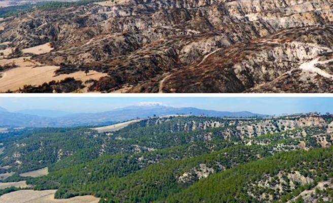 Geçen yıl yanan orman alanlarının yarısından fazlası ağaçlandırıldı