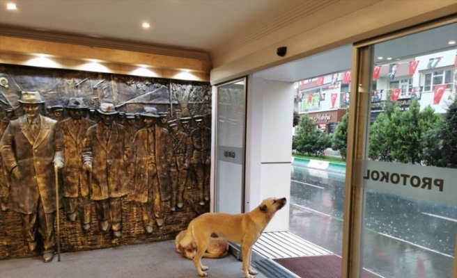 Kırklareli Belediyesi sağanak nedeniyle kapılarını sokak hayvanlarına açtı